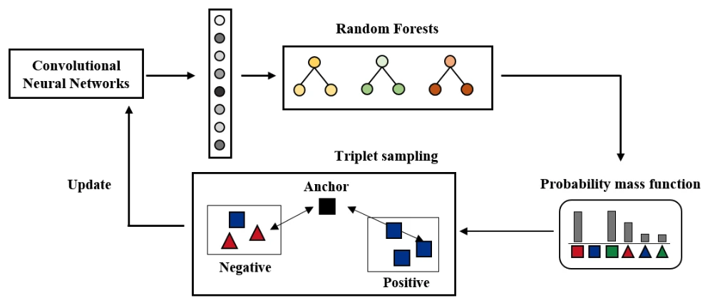 Overview of Generalized Convolutional Forest Networks: CNN features feed random forests, whose probability mass function guides triplet sampling of anchor, positive and negative examples, and the triplet loss updates the CNN.
